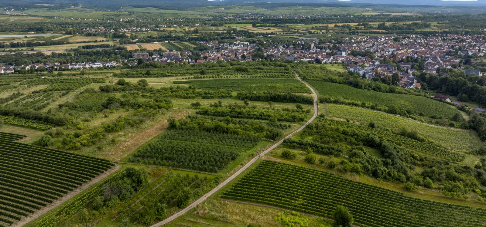 Heidesheimer Gei&szlig;berg, &copy; Torsten Silz