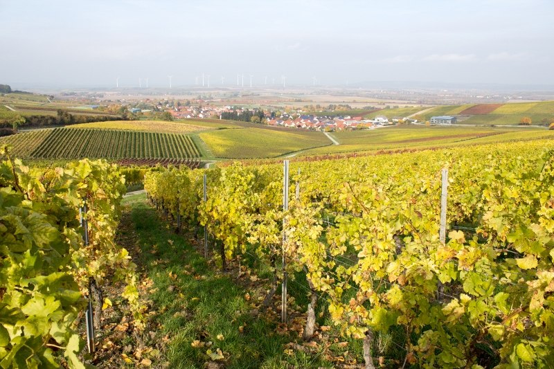 Weinhaus Uhl_Sommer, &copy; Weinhaus Uhl