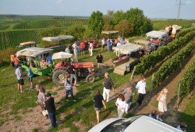 Weinbergsrundfahrt &copy; Weingut Hoos