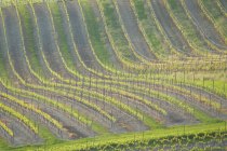 Weingut Schottenhof_Weinreben, &copy; Weingut Schottenhof