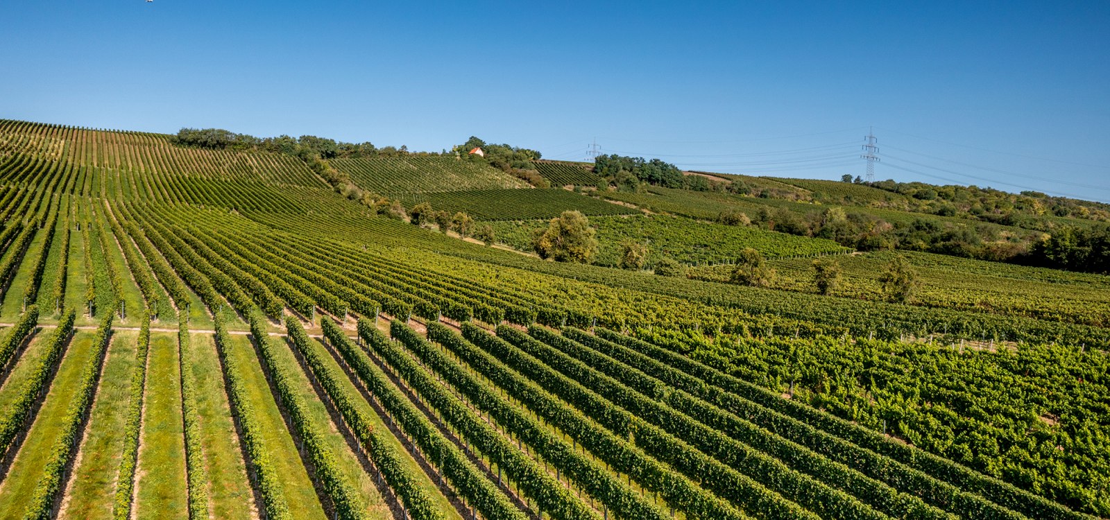 Bodenheimer Mönchspfad