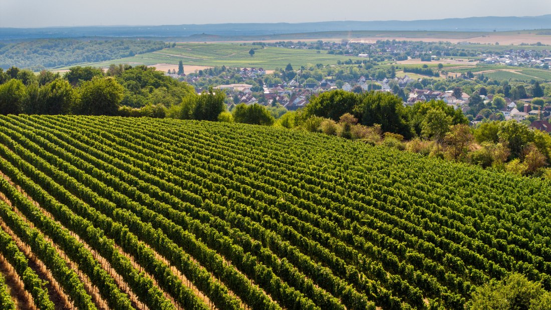Harxheimer Schlo&szlig;berg-028 Kopie, &copy; Torsten Silz