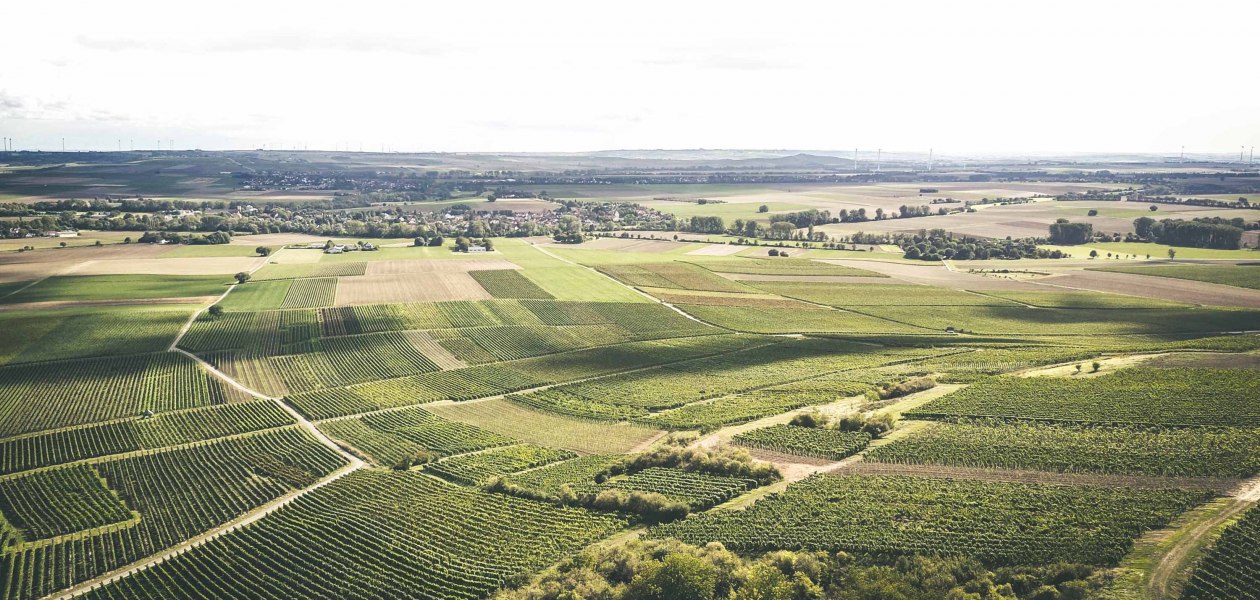 Weingut Schittler & Becker_Weinberge 2, &copy; Weingut Schittler & Becker