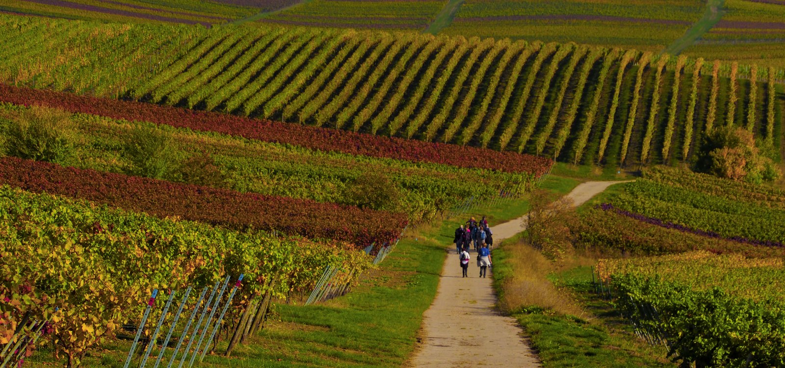 Herbstwandern mitten in Rheinhessen, &copy; Willi Kammerer