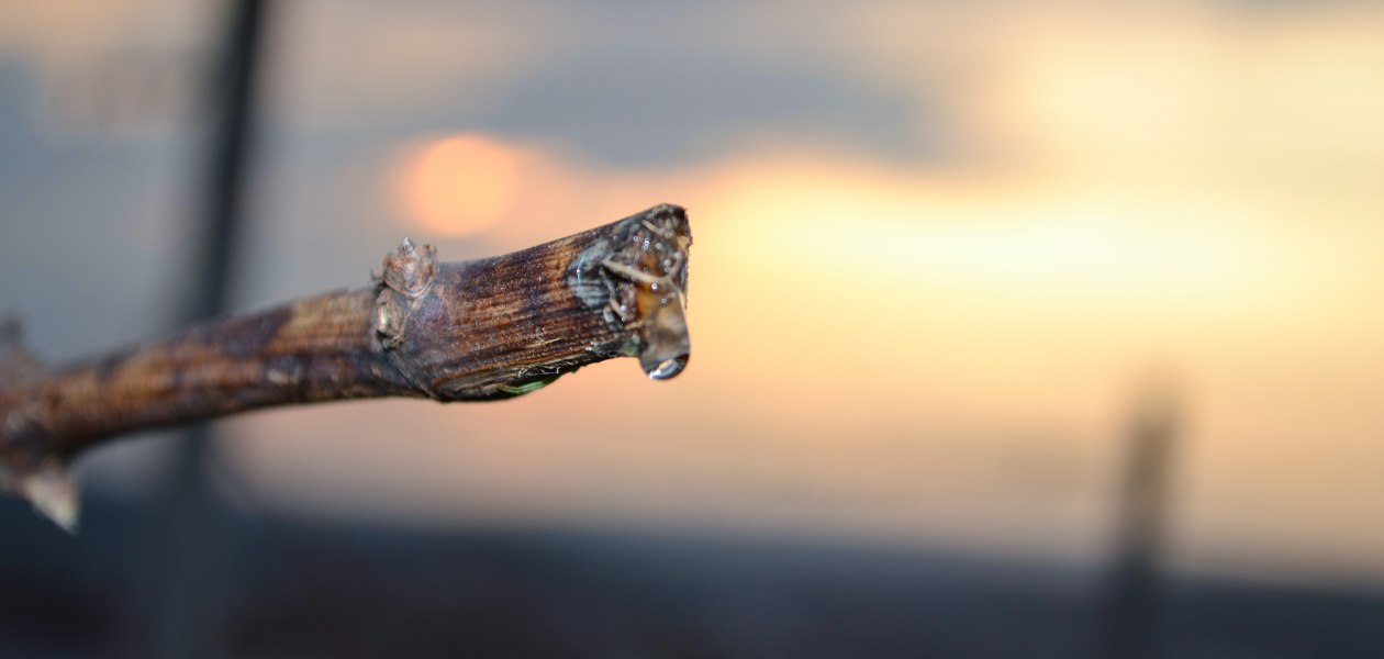 Weinberg_G&ouml;hring