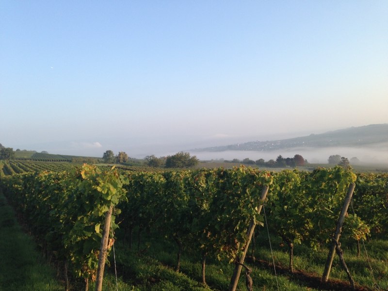Weingut Schlo&szlig; Westerhaus_Weinberg, &copy; Weingut Schlo&szlig; Westerhaus