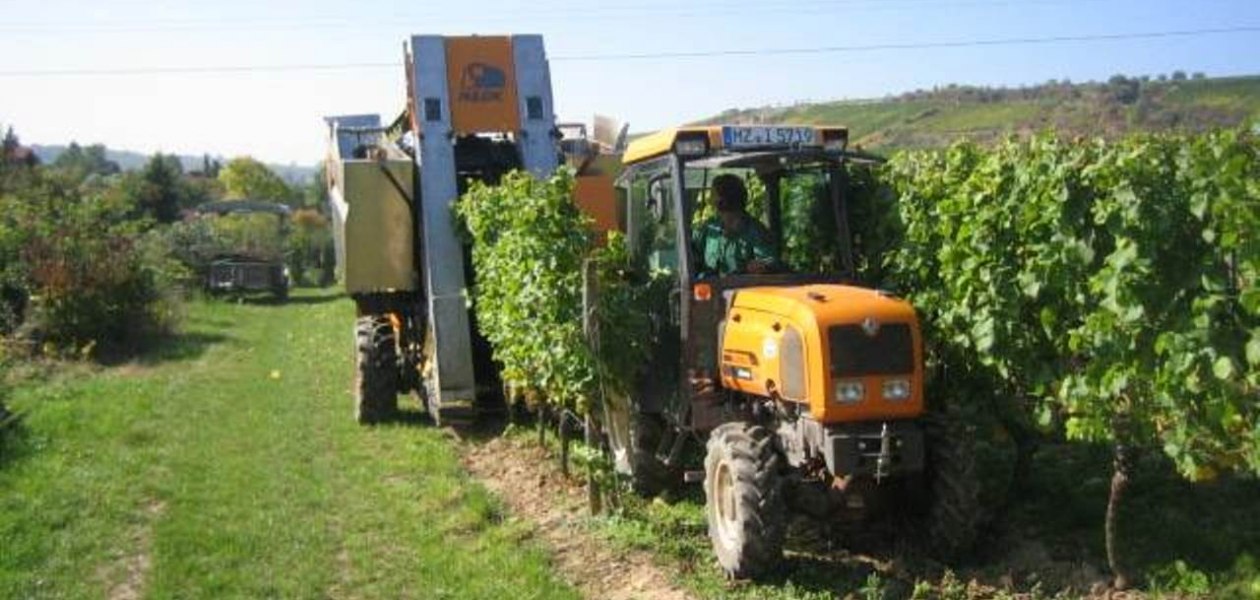 Weingut Heise am Kranzberg_Weinlese, &copy; Weingut Heise am Kranzberg
