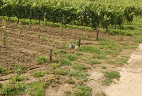 Erosion Löss Kolluvisol