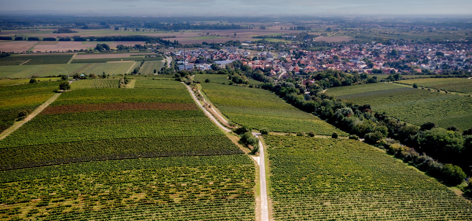 Guntersblumer Steig-Terrassen