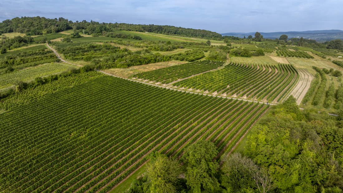Heidesheimer Gei&szlig;berg, &copy; Torsten Silz