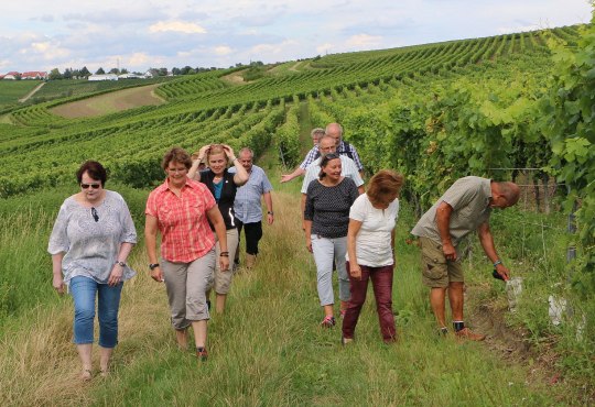 Weinbergsspaziergang, &copy; Angelika Friedrich