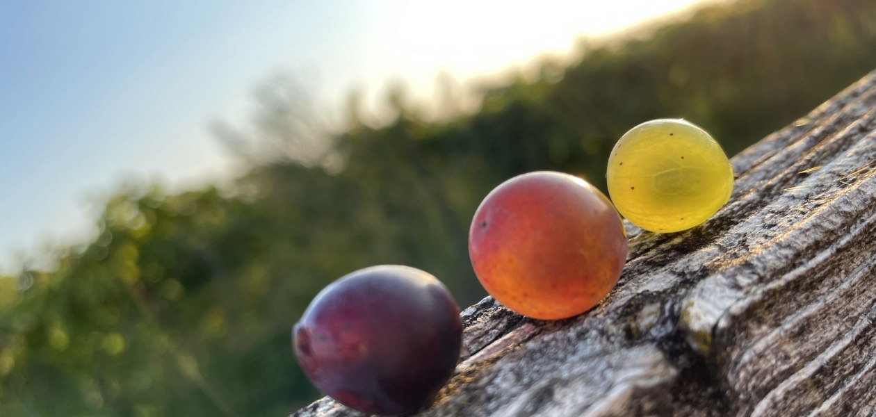 Weingut Heck_Trauben, &copy; Weingut Heck