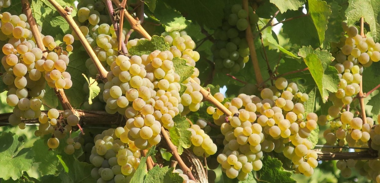 Weingut Br&uuml;hler Hof_Riesling, &copy; Weingut Br&uuml;hler Hof