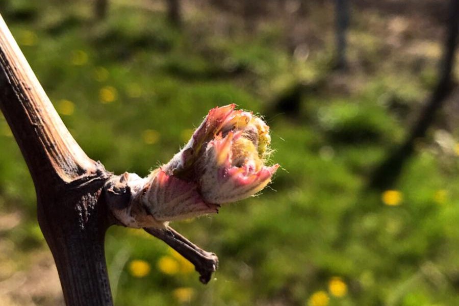 Weingut Klosterhof_Austrieb, © Weingut Klosterhof