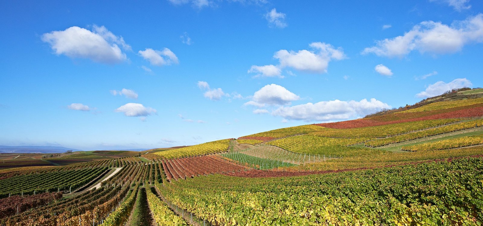 Rebzeilen im Herbst