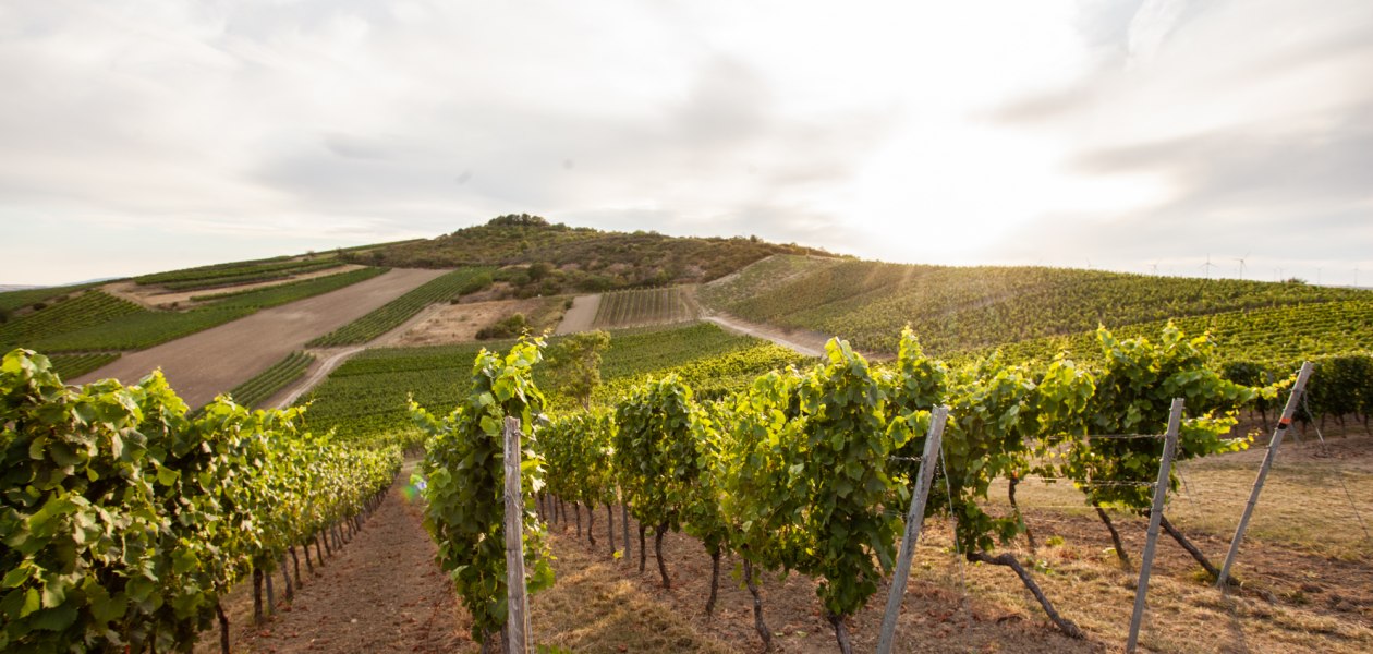 Weinlage Herrgottspfad, © Weingut Büsser-Paukner