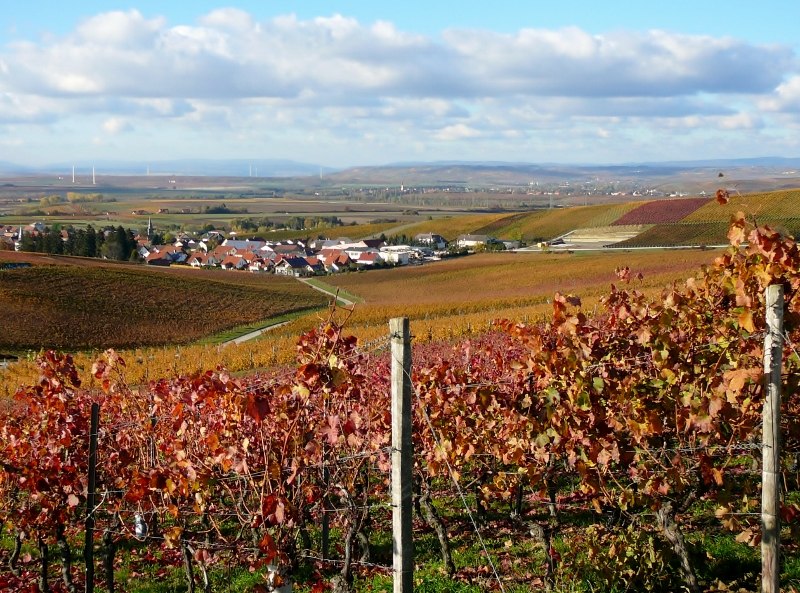 Weinhaus Uhl_Weinreben, &copy; Weinhaus Uhl