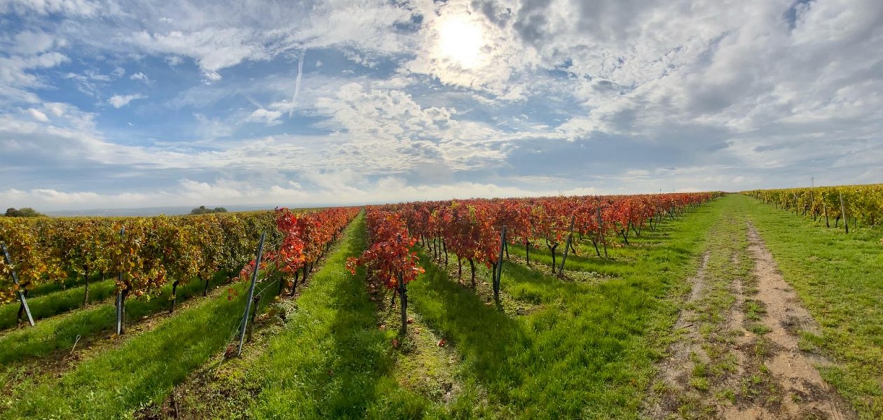 Weingut Erwin Ginz_Weinreben, &copy; Weingut Erwin Ginz