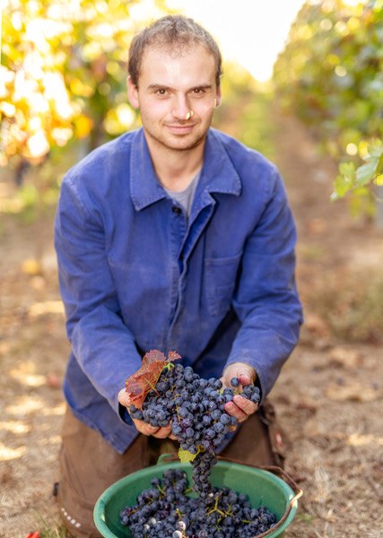 Weingut Eckert_Trauben, &copy; Weingut Eckert