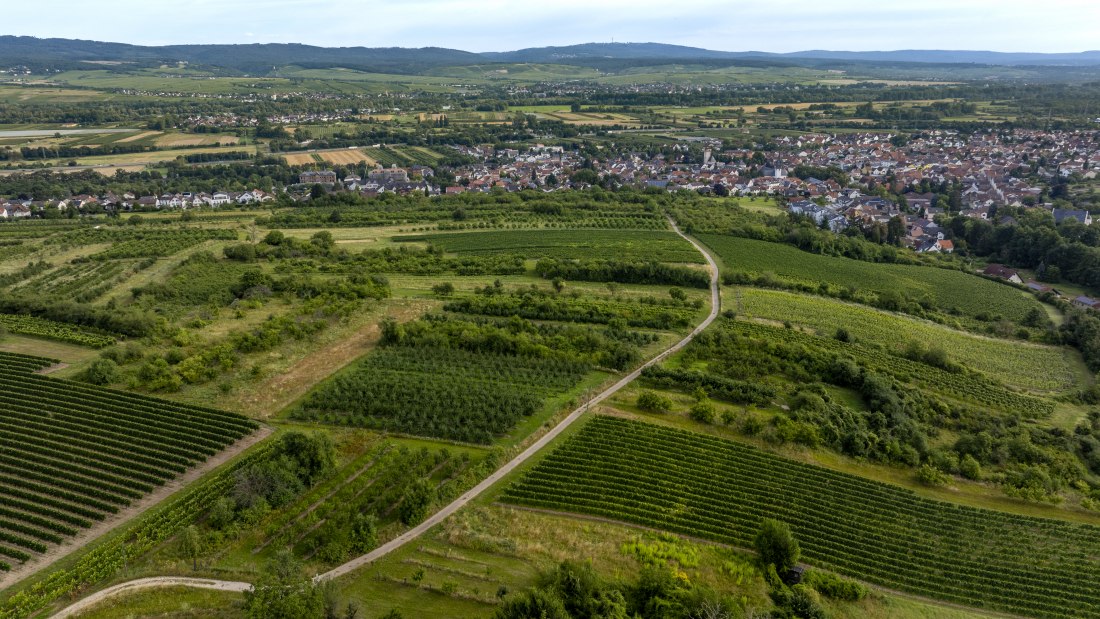 Heidesheimer Gei&szlig;berg, &copy; Torsten Silz