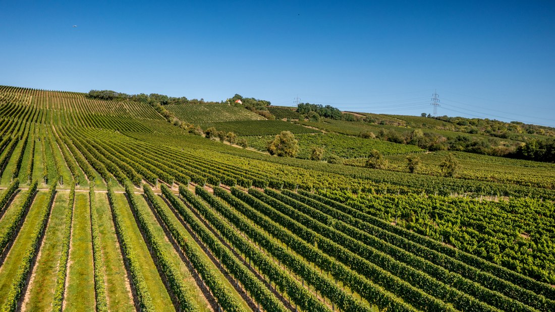 Bodenheimer Mönchspfad