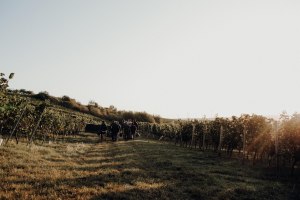 Weinbergswanderung, &copy; Weingut Braunewell