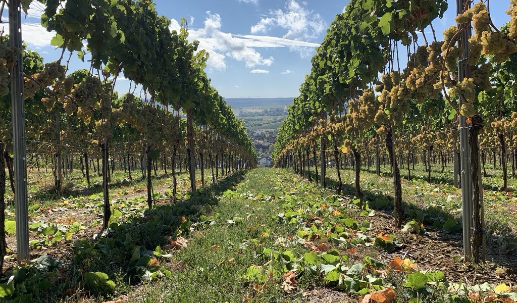 Weingut Kruppenbacher_Weinreben, &copy; Weingut Kruppenbacher
