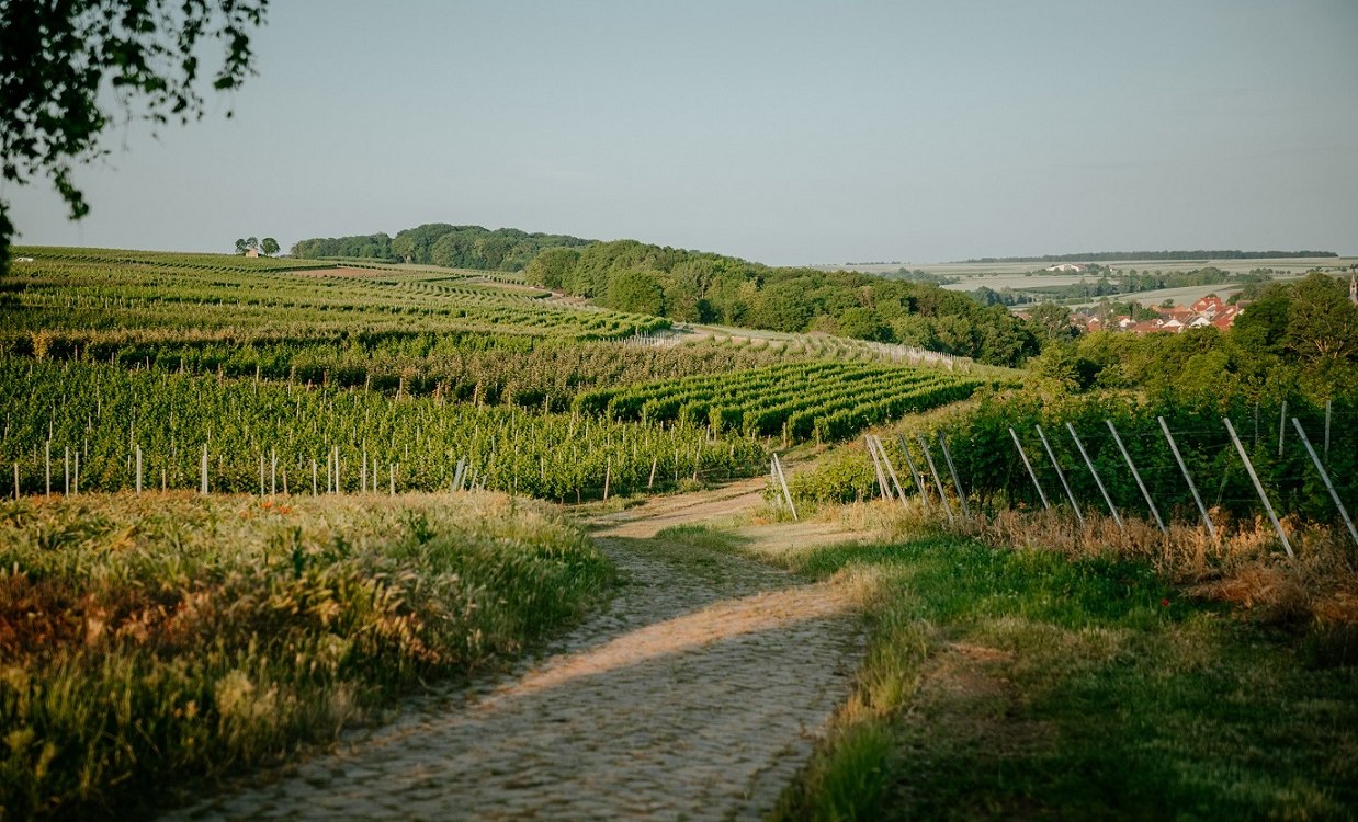 Weingut Finkenauer-Franz_Weinberge, &copy; Weingut Finkenauer-Franz