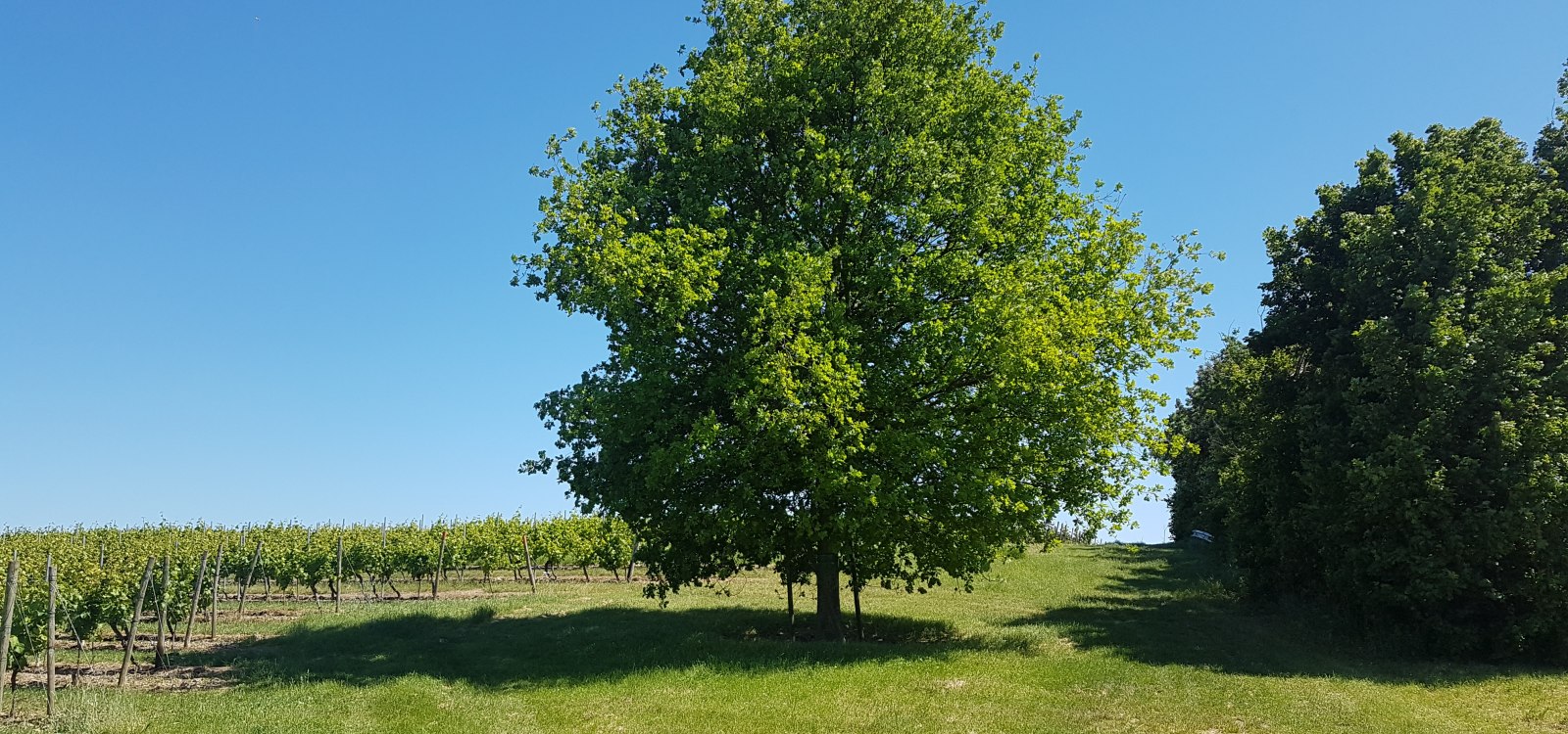 Heyerbaum, © Heiko Schmittbetz, Schornsheim