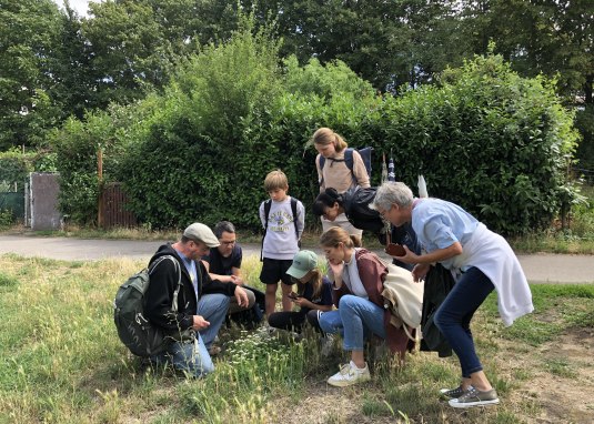Wildbienen-Safari