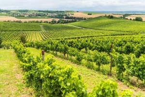 Rheinhessische Weinberge, © Rheinhessen Touristik, Dominik Ketz