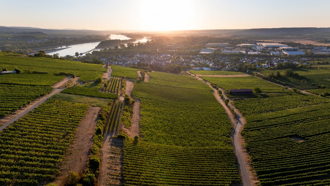 Bingen Schlo&szlig;berg-Schwätzerchen - 12, &copy; Torsten Silz