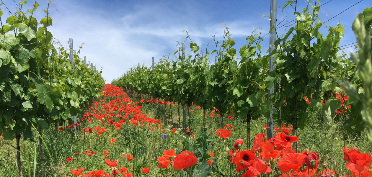 IMG_3037_Klatschmohn, &copy; Weingut Abthof