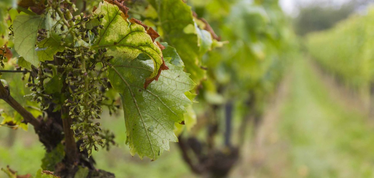 Weingut Freitag_Weinrebe, &copy; Weingut Freitag