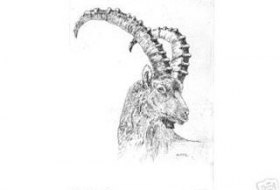 Zum Steinbock